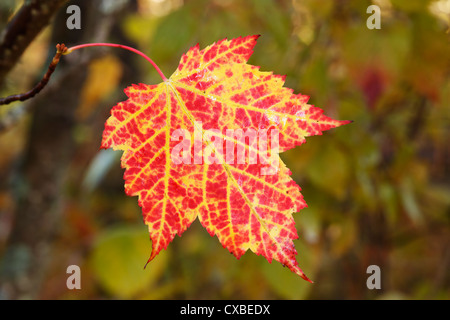 Vue macro d'une feuille d'érable rouge changeant de couleur en automne. Banque D'Images