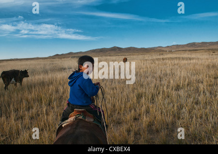 Cattle Roundup sur un ranch dans le désert de Gobi de Mongolie Banque D'Images