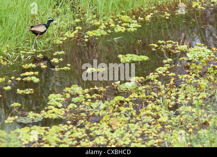 Bronze-winged Jacana Metopidius indicus, Népal, Banque D'Images