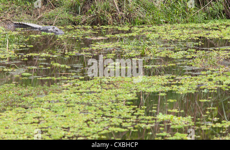 Crocodile, Crocodylus palustris voyou, parc national de Chitwan, au Népal Banque D'Images