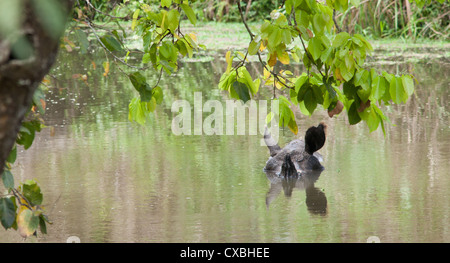 Indian rhinocéros à une corne, Rhinoceros unicornis, dans une rivière, parc national de Chitwan, au Népal Banque D'Images