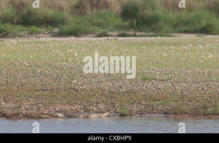 Gavialis gangeticus Gharial, crocodile, au bord d'une rivière, parc national de Chitwan, au Népal Banque D'Images