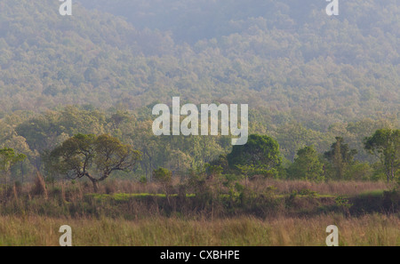 Vue sur la prairie et forêt dans le parc national de Chitwan, au Népal Banque D'Images