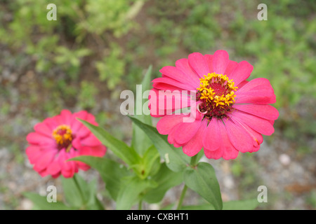 Fleur Rose Zinnia elegans Zinnia elegans (Jacq.) in garden Banque D'Images