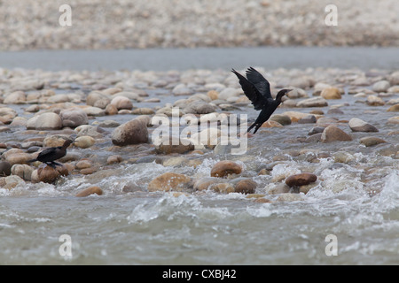 Little Cormorant, Phalacrocorax niger, le parc national de Bardia, Népal Banque D'Images