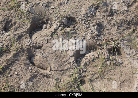 Empreinte d'un rhinocéros indien, Rhinoceros unicornis, le parc national de Bardia, Népal Banque D'Images