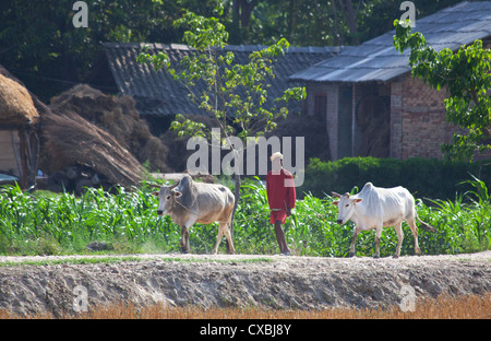 L'homme et ses vaches Brahman, Népal, Bardia Banque D'Images