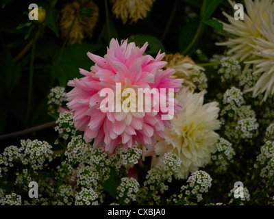 Dahlias rose et blanc avec blanc alyssum Banque D'Images