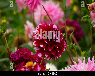 Bourgogne dahlias en fleurs rose avec embout Banque D'Images