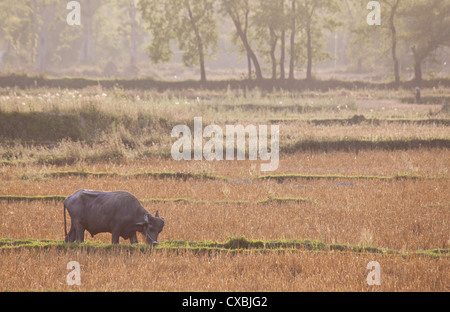 Les buffles d'eau, Bubalus bubalis, Bardiya, Népal Banque D'Images