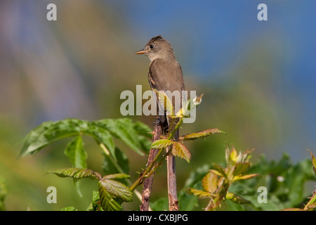 Moucherolle des saules (Empidonax traillii) perché dans un buisson ardent à Nanaimo, île de Vancouver, BC, Canada en août Banque D'Images