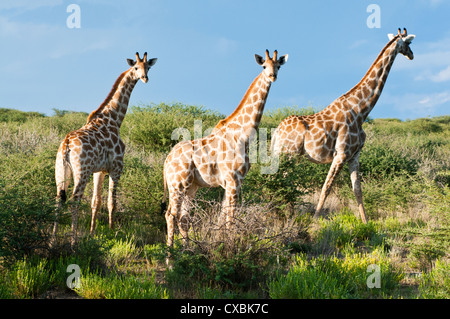 Girafe (Giraffa camelopardalis), Namibie, Afrique Banque D'Images