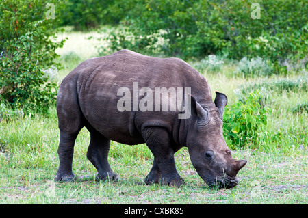 Le rhinocéros blanc (Ceratotherium simum), Namibie, Afrique Banque D'Images