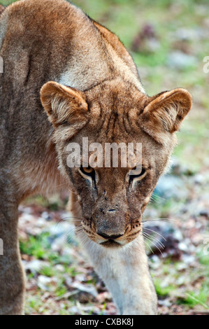 Jeune lion (Panthera leo), Namibie, Afrique Banque D'Images