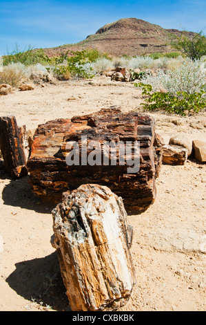 Close-up de troncs d'arbres fossilisés, Forêt Pétrifiée, Damaraland, région de Kunene, Namibie, Afrique Banque D'Images