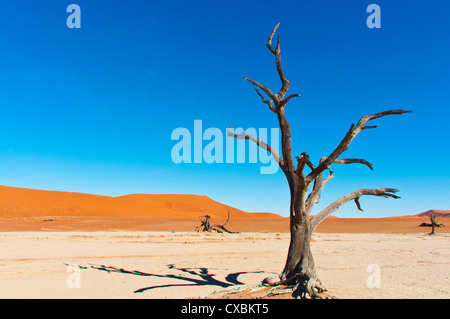 Sossusvlei, Désert du Namib, le Namib Naukluft Park, Namibie, Afrique Banque D'Images