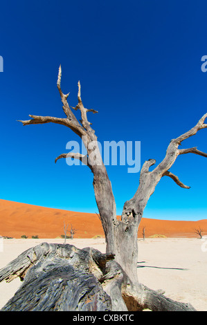 Sossusvlei, Désert du Namib, le Namib Naukluft Park, Namibie, Afrique Banque D'Images