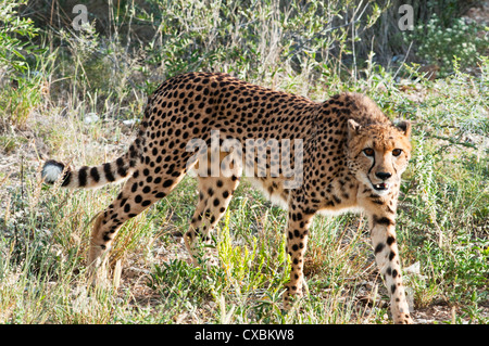 Le Guépard (Acinonyx jubatus), la Namibie, l'Afrique, Banque D'Images