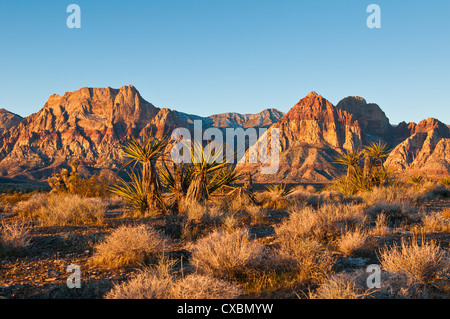Red Rock Canyon en dehors de Las Vegas, Nevada, États-Unis d'Amérique, Amérique du Nord Banque D'Images