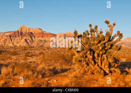 Red Rock Canyon en dehors de Las Vegas, Nevada, États-Unis d'Amérique, Amérique du Nord Banque D'Images