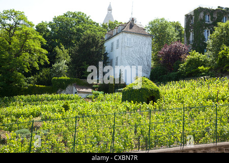 L'auteur de l'unique vignoble à Paris situé sur les pentes de Montmartre. Banque D'Images