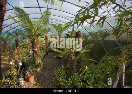 Le Jardin Exotique Plantes rustiques de l'entreprise pour le changement climatique : pépinière, Aldeburgh, Suffolk, Angleterre Banque D'Images