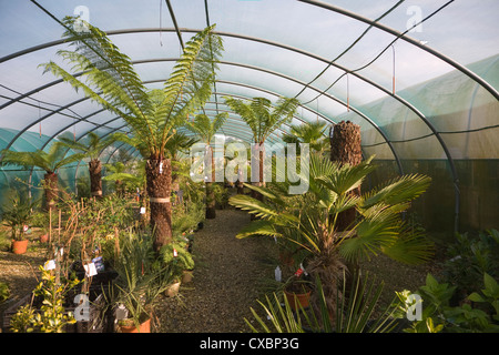 Le Jardin Exotique Plantes rustiques de l'entreprise pour le changement climatique : pépinière, Aldeburgh, Suffolk, Angleterre Banque D'Images