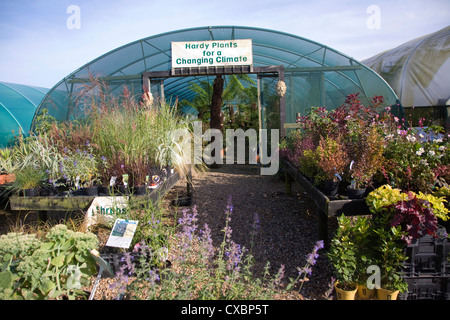 Le Jardin Exotique Plantes rustiques de l'entreprise pour le changement climatique : pépinière, Aldeburgh, Suffolk, Angleterre Banque D'Images