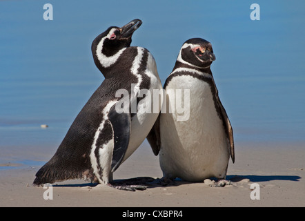 Deux Manchots de Magellan (Spheniscus magellanicus), l'Île Saunders, les Malouines Banque D'Images