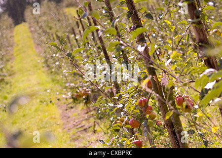 Les vergers à Faversham, Kent, England, UK Banque D'Images