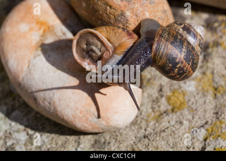 Jardin escargots (Helix aspersa). Grimper l'un sur l'autre, montrant les yeux 'sur les tiges', ou la région de tentacules sur la tête. Banque D'Images