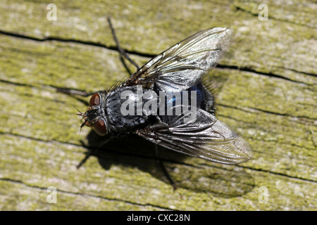 Bouteille Bleue Calliphora vomitoria Banque D'Images