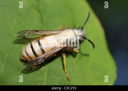 Guêpe commune Vespula Vulgaris couvert de pollen de balsamine de l'himalaya Impatiens glandulifera Banque D'Images