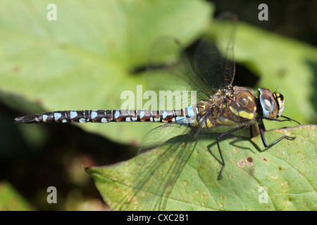 Hawker Aeshna mixta migrants Banque D'Images