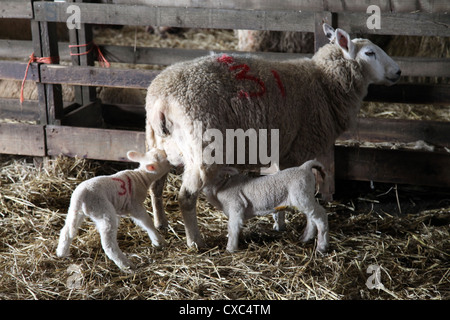 Moutons et agneaux sur une ferme de Dartmoor, dans le Devon, Angleterre, Royaume-Uni, Europe Banque D'Images