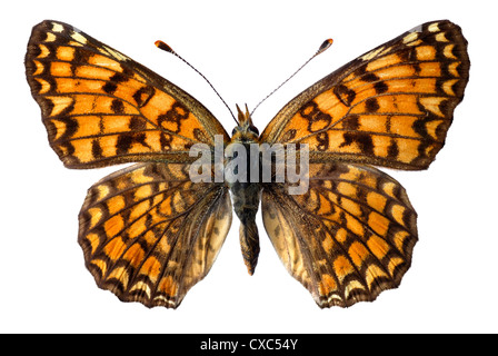 La centaurée noire Fritillary butterfly (Melitaea phoebe) isolé sur fond blanc Banque D'Images