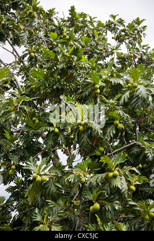 L'arbre à pain (Artocarpus altilis) arbre, Kingstown, Saint Vincent, Saint Vincent et les Grenadines, Petites Antilles, Antilles Banque D'Images