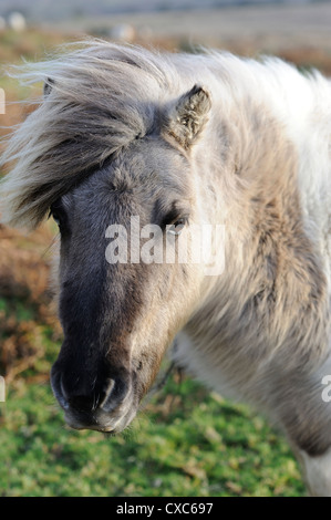 Le poney Dartmoor, jour de vent, Devon, Angleterre, Royaume-Uni, Europe Banque D'Images