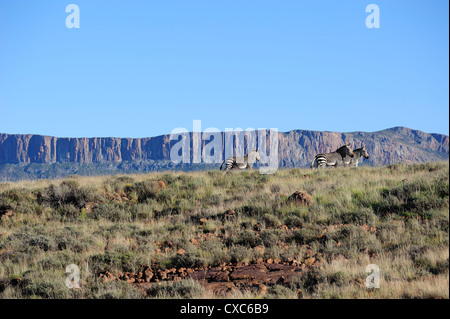 Zèbre de montagne très rares en début de matinée dans le parc national du Karoo, Afrique du Sud, l'Afrique Banque D'Images