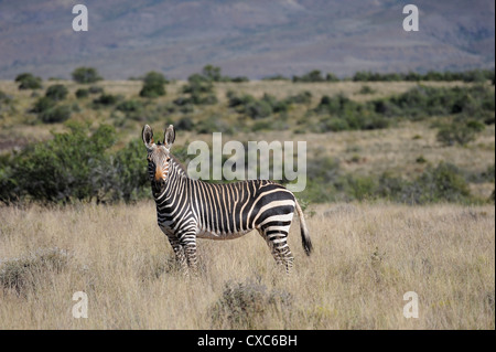 Zèbre de montagne rares en début de matinée dans le parc national du Karoo, Afrique du Sud, l'Afrique Banque D'Images