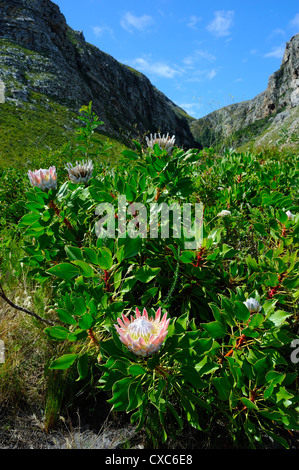 Protea, la fleur nationale, Garden Route, Province du Cap, Afrique du Sud, l'Afrique Banque D'Images