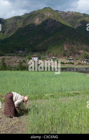 La productrice travaillant dans le champ de blé, la vallée de Paro, Bhoutan, Asie Banque D'Images