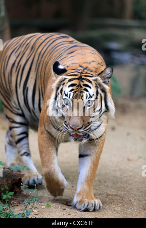 Tigre de Malaisie (Panthera tigris malayensis) au Zoo Melaka en Malaisie Banque D'Images