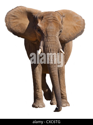 L'éléphant africain (Loxodonta africana) on white Banque D'Images