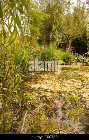 L'eau de l'usine Westonbury Pembridge Gardens Herefordshire Angleterre Royaume-uni. Banque D'Images