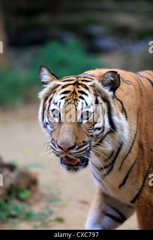 Tigre de Malaisie (Panthera tigris malayensis) au Zoo Melaka en Malaisie Banque D'Images