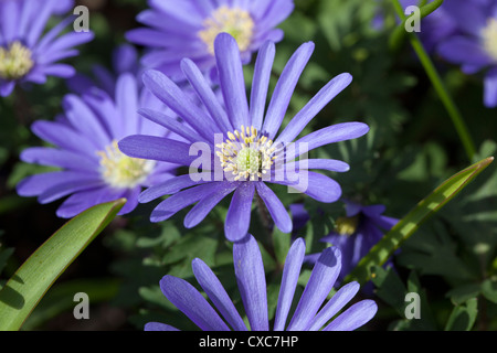 Anémone des Balkans, Balkansippa (Anemone blanda) Banque D'Images