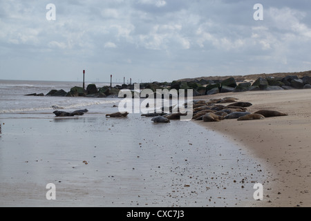 Les Phoques gris (Halichoerus grypus), sur la plage de Winterton. Le Norfolk. Granit importé d'anti-érosion. breakewaters rock Banque D'Images