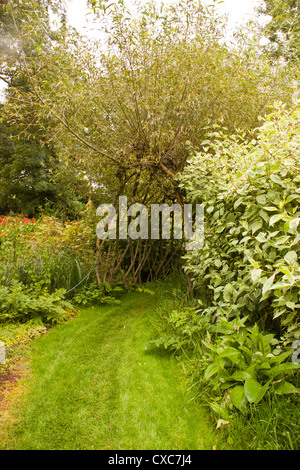 L'eau de l'usine Westonbury Pembridge Gardens Herefordshire Angleterre Royaume-uni. Banque D'Images
