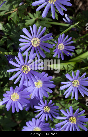 Windflower Anemone blanda (grec) Banque D'Images